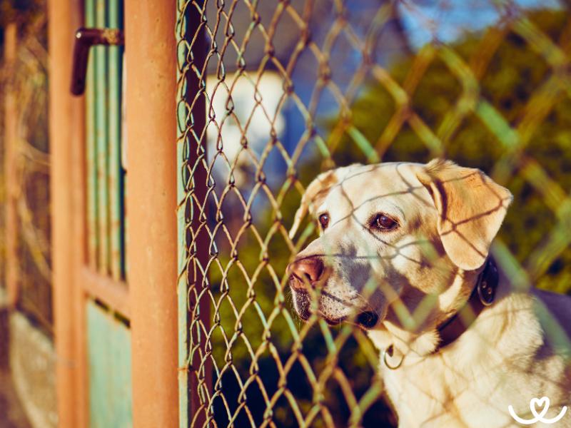 Jak-chovat-psa-venku (14)